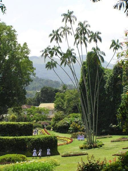 Kandy Botanical Gardens