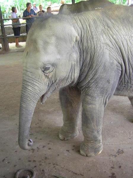 Pandhu - the one-eared baby elephant waiting for milk