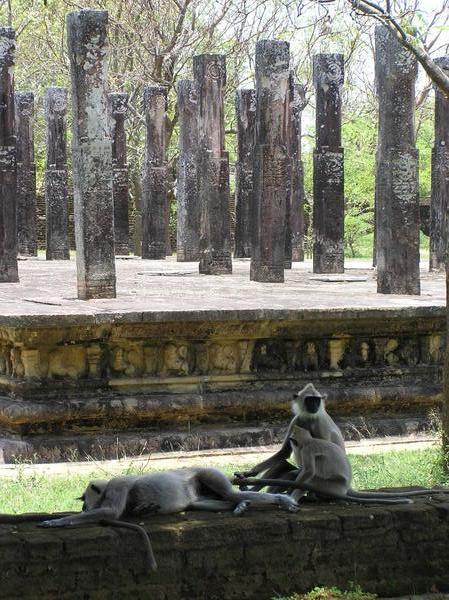 Monkeys amongst the ruins - Polonnaruwa