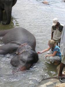 Bronia bathing an elephant 