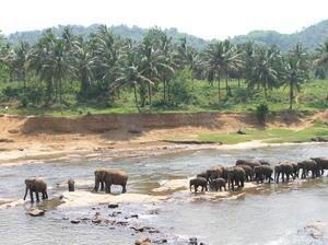 Naughty elephants making their way back from the forest