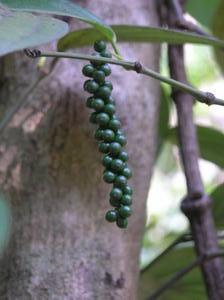 The Cocoa bean plant