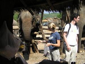 Bronia feeding bananas to an elephant