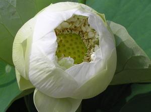 The treasured lotus