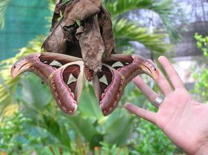 Look at the size of this butterfly compared to B's hand
