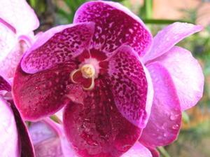 Visiting a fabulous orchid farm