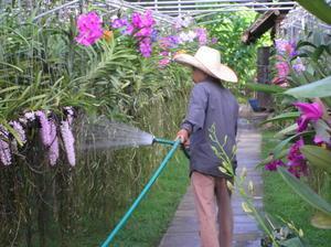 Gardener at orchid farm