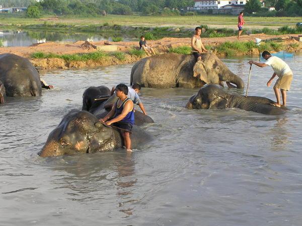 6am bath for the elephants at the lake