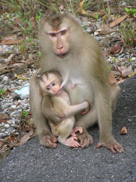 Mother & baby macaques at side of road