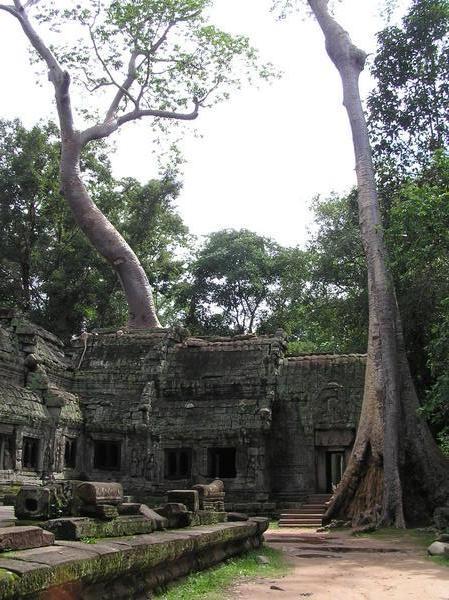 Ta Prohm - the mysterious jungle temple