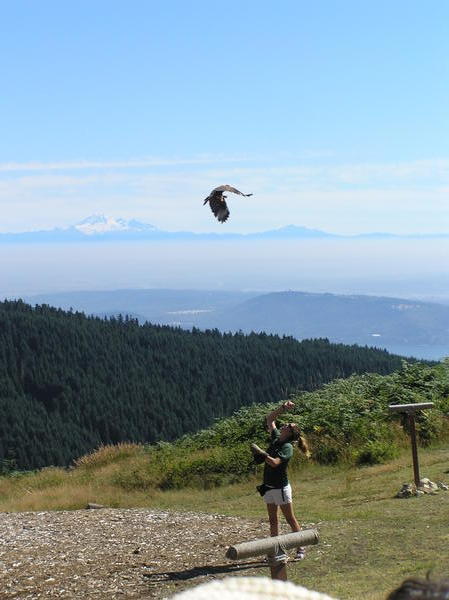 Watching the wild North American bird show on the top of Grouse Mountain - in the background you can see Mt Baker, in the USA