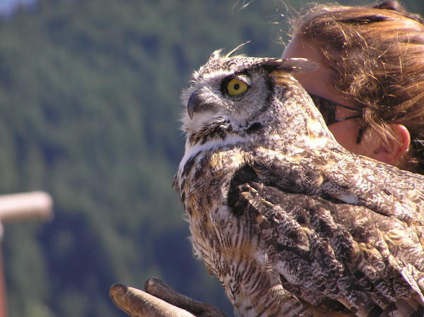 American barn owl at bird show on Grouse Mountain