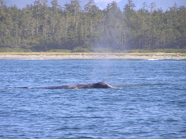 A glimpse of the long back of a grey whale - we saw them a number of times surfacing to breathe in the bay.