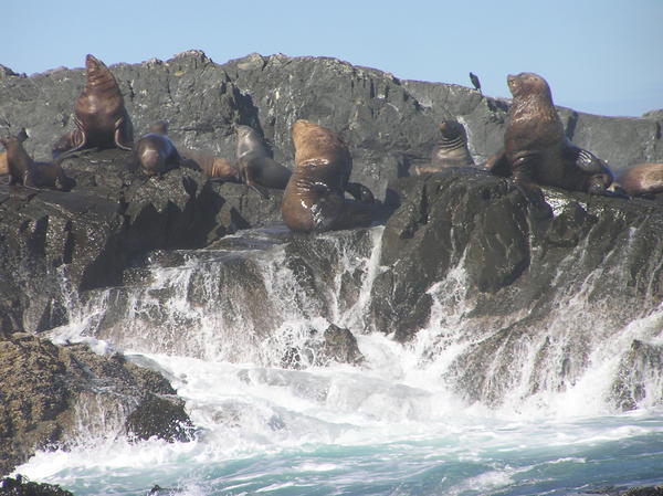 Male bachelor Sea Lions on 'their' rock basking in sun and sea spray