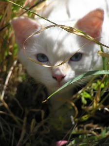 A cheeky white face in the long grasses between apple orchards