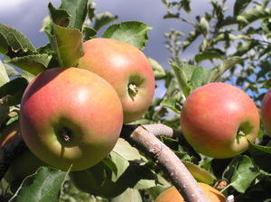 Ripe and perfect Gala apples from Colin's uncles orchard