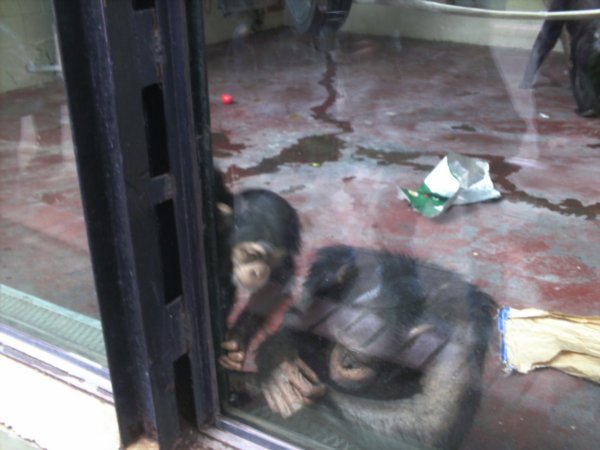 baby chimp at zoo in BA
