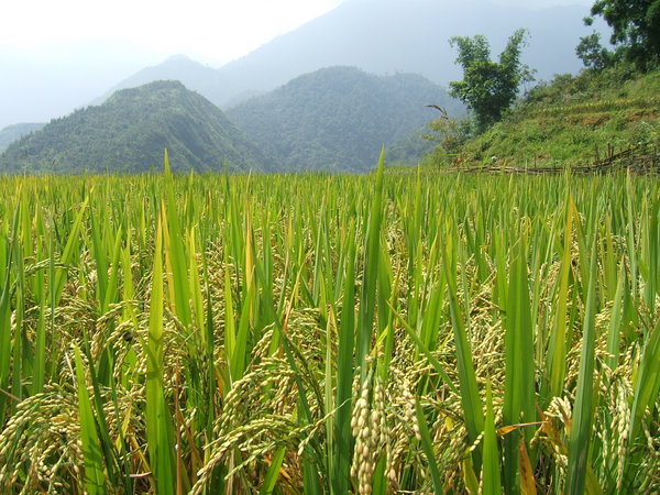 rice and mountains