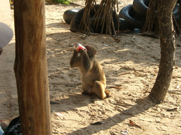 monkey on monkey island