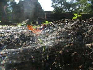 Spiders web and temple