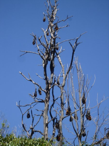 Tree of bats