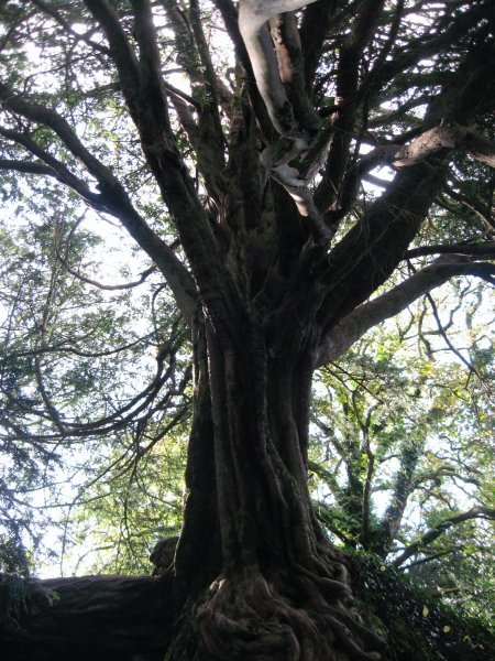 one of the witches' trees