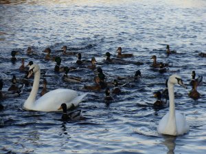 the river swans of Fermoy
