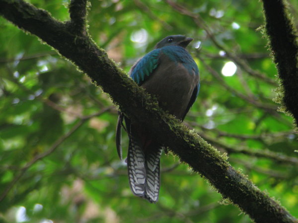 The female Quetzal