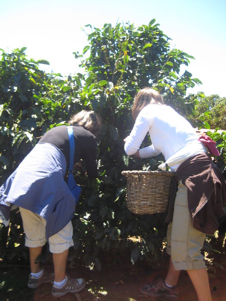 Us picking the coffee cherries!