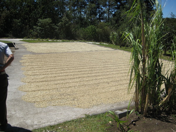 Coffee Beans drying in the sun