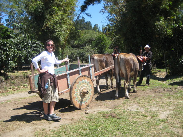 Me, the wagon and the Ox