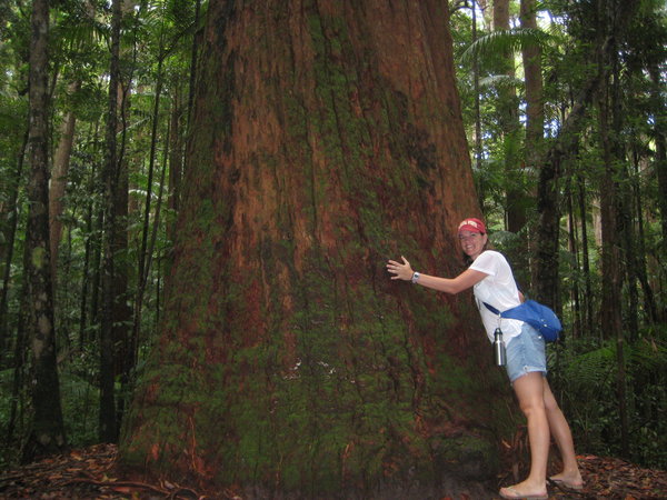 The big trees in Fraser Island