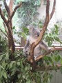 The koala posing for a photo!