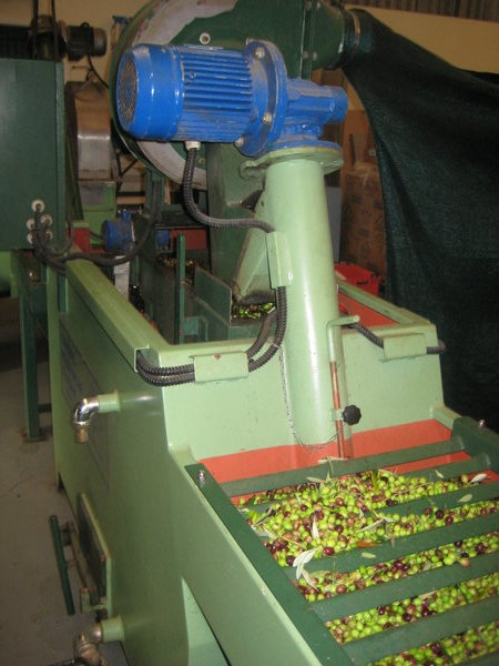 Olives in the presser