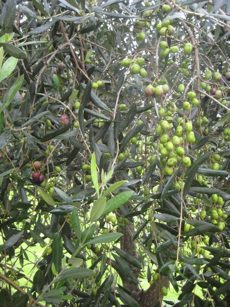 The olives on the tree!