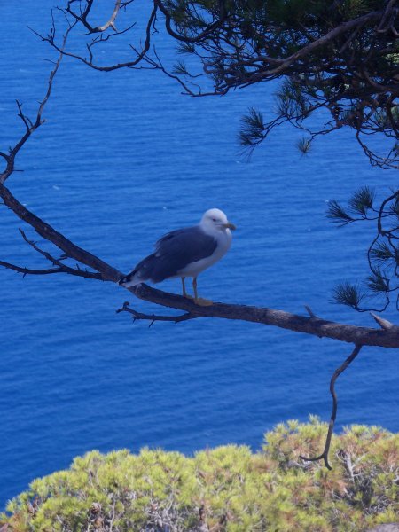 Seagull guarding his perch
