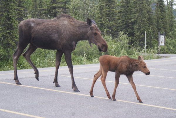Momma Moose and Baby