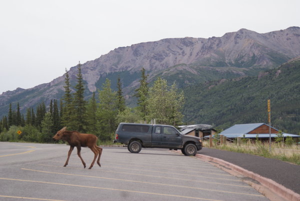 Truck and Moose