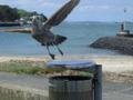 Devonport seagull