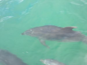 One of the Dolphins