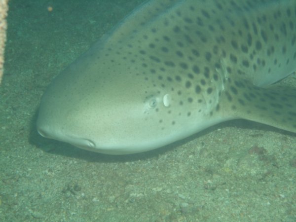 Leapard Shark While Diving