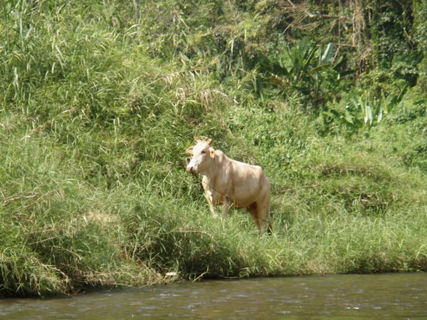 A Cow on the Riverbank