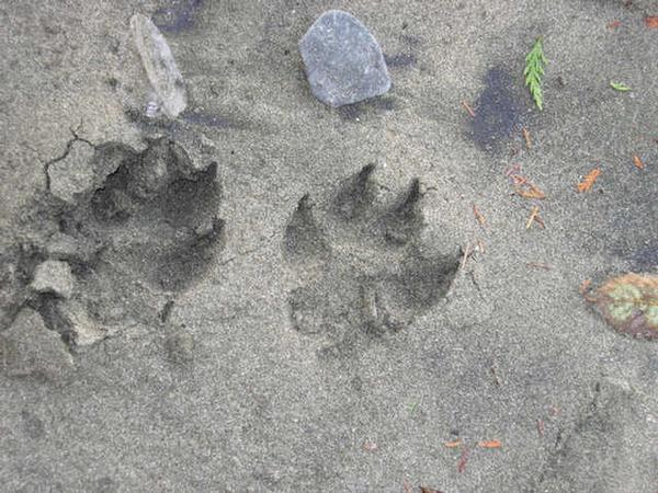 Footprints of the scary beast