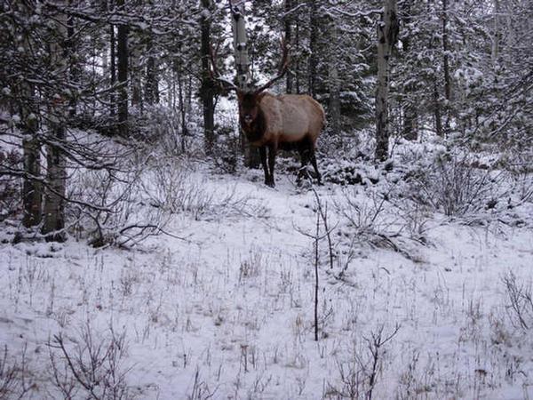 A big hunk of elk!