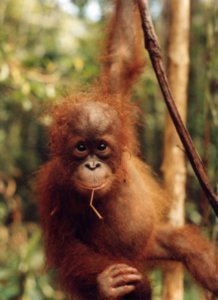 2 baby orangutan