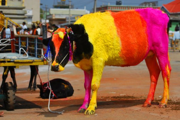 Rainbow cow