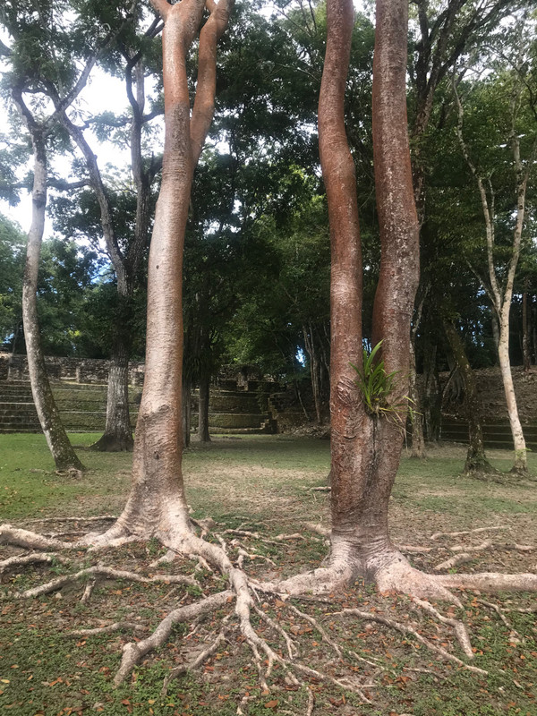 Gumbo Limbo Trees
