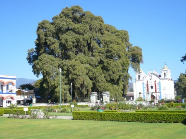 El Arbol, Santa Maria del Tule