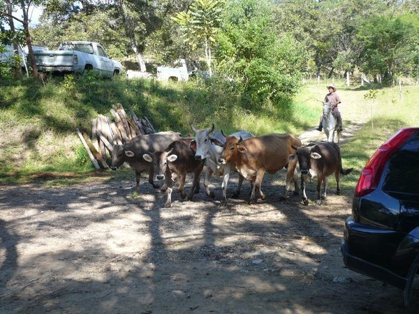 Tonina Cattle Drive