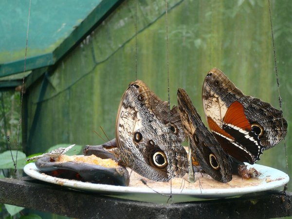 dinner time at butterfly garden